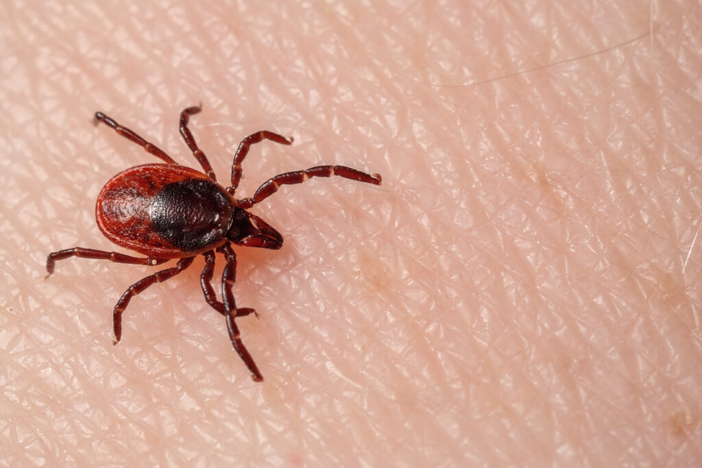 Tick Control in Warsaw