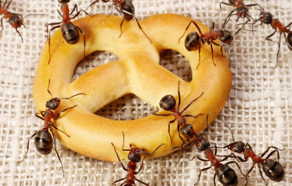 Ant Control in Warsaw
