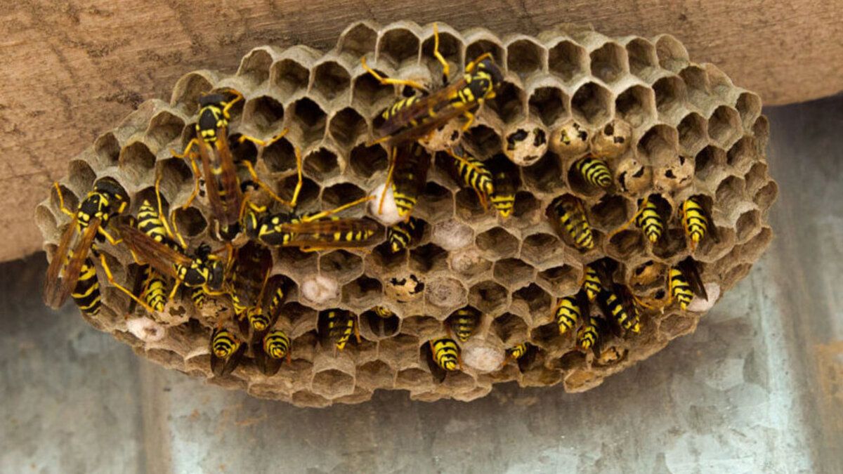 Wasp Control in Warsaw